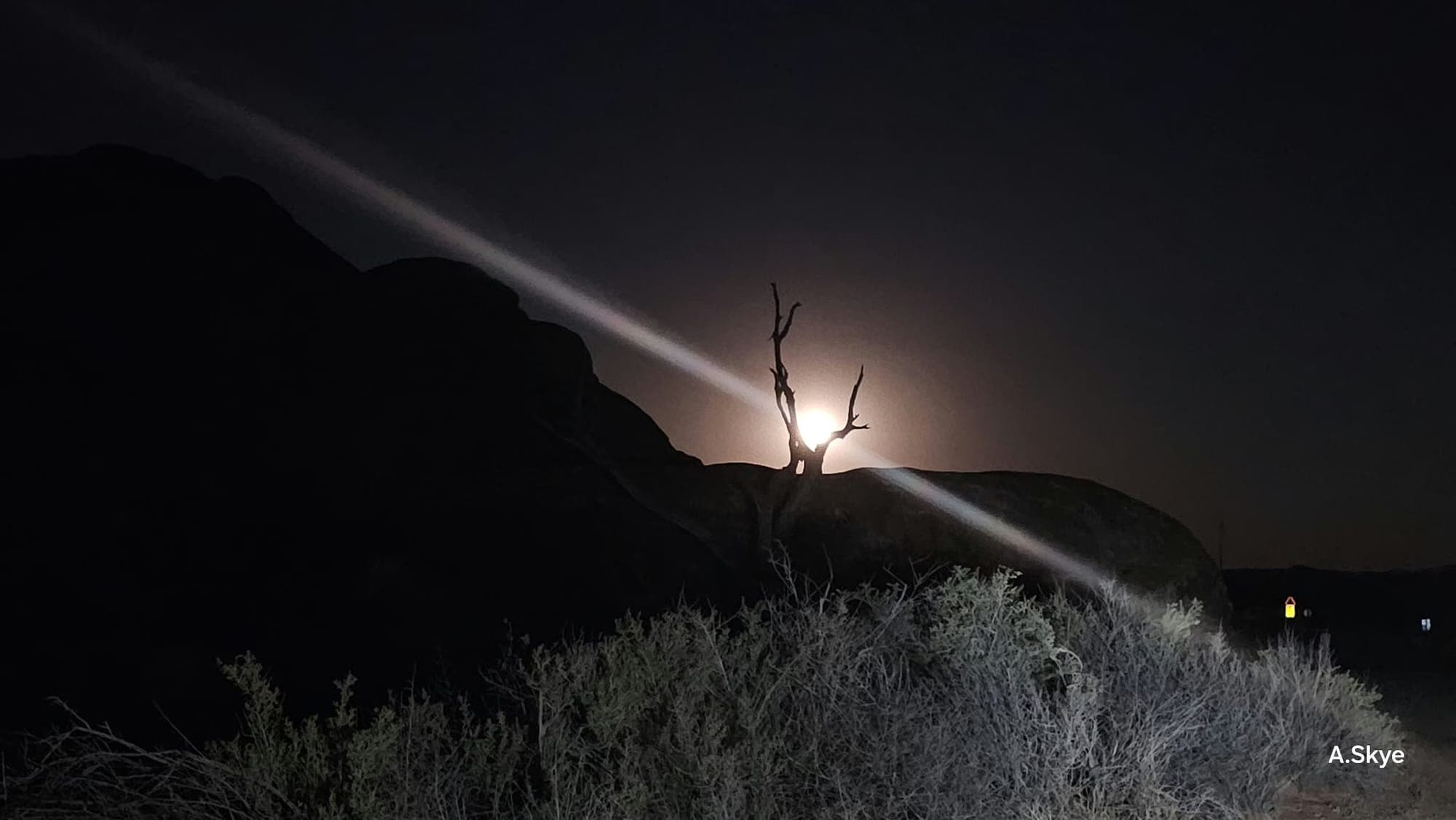 A bare juniper silhouetted against the rising moon, a shaft of light crossing the sagebrush below