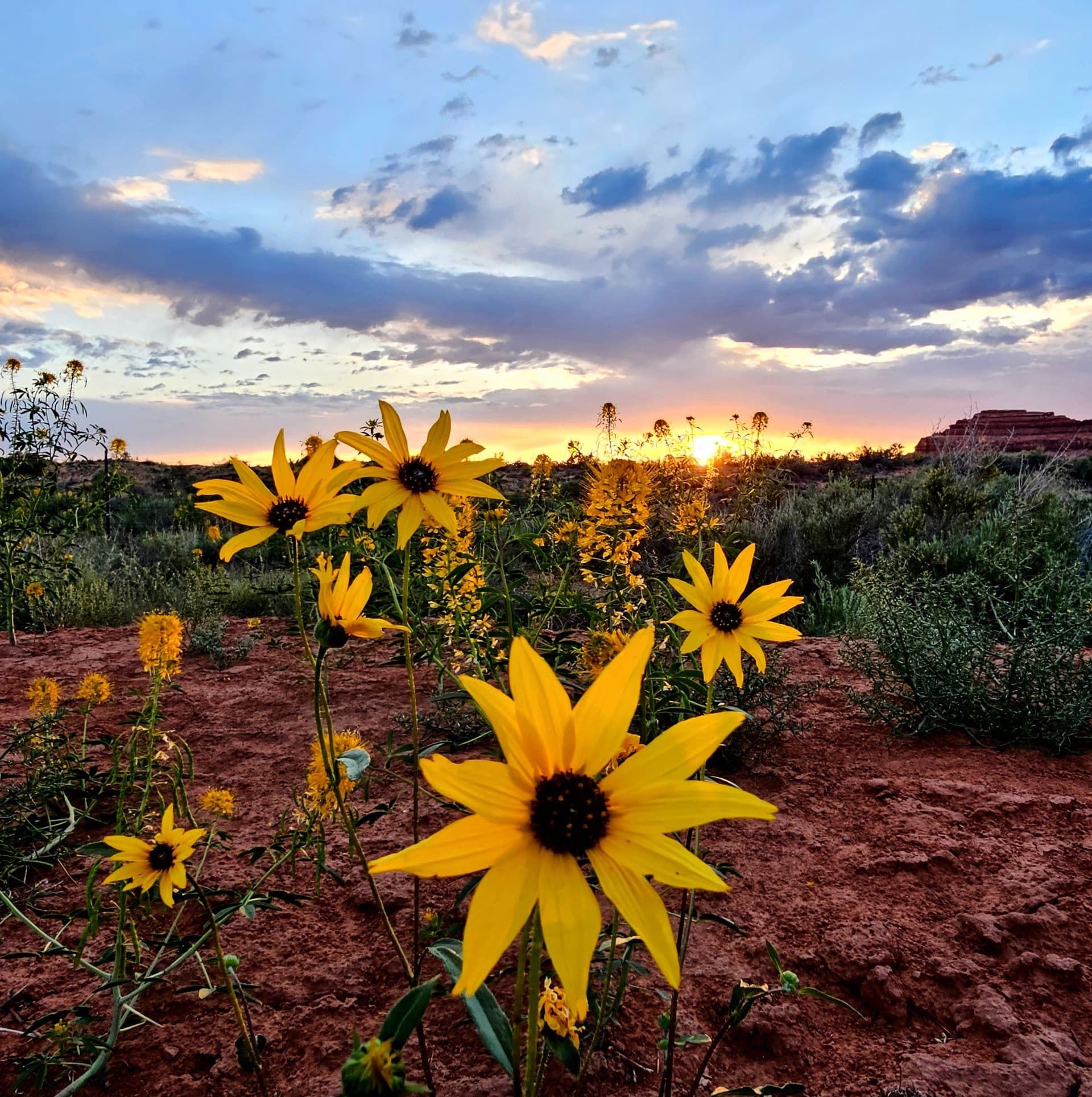 Desert sunflowers in red earth with the sun setting behind a mesa