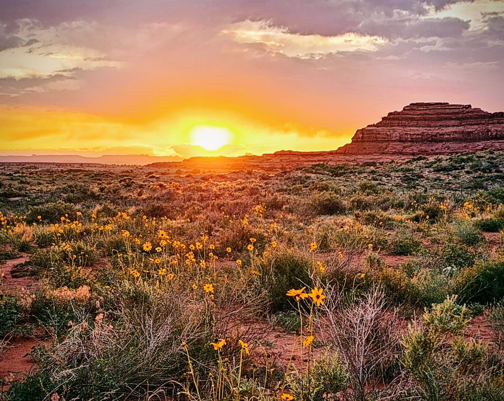 The sun setting over a field of desert wildflowers